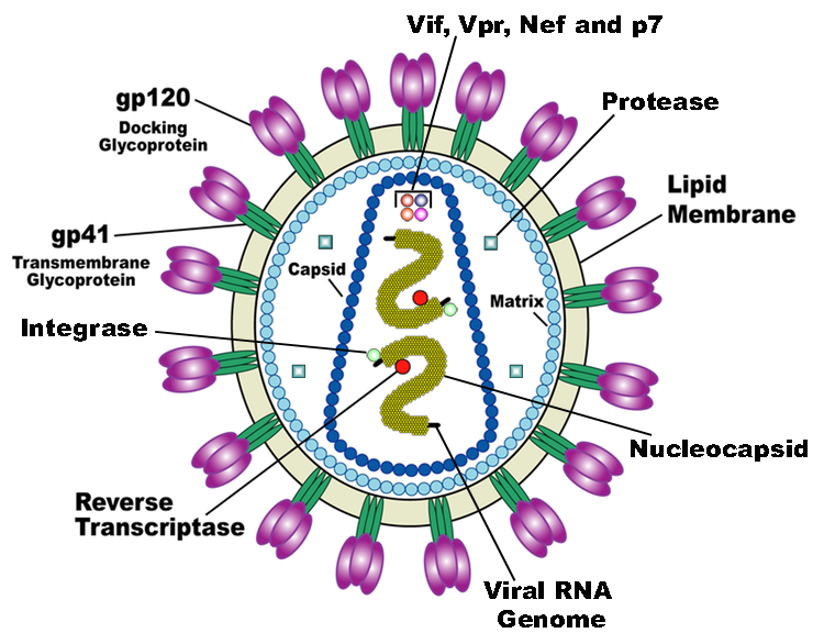 Afbeelding van Hiv. Vaak verkeerd gespeld als: hiv, aids, h i v, hiv virus, hiv-virus, human immunodeficiency virus, seropositief .